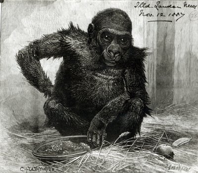 The Gorilla at the Zoological Society